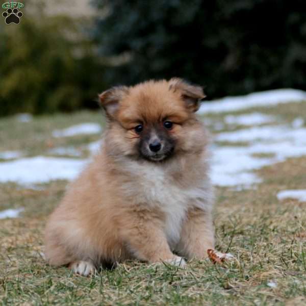 Brooke, Pomeranian Mix Puppy