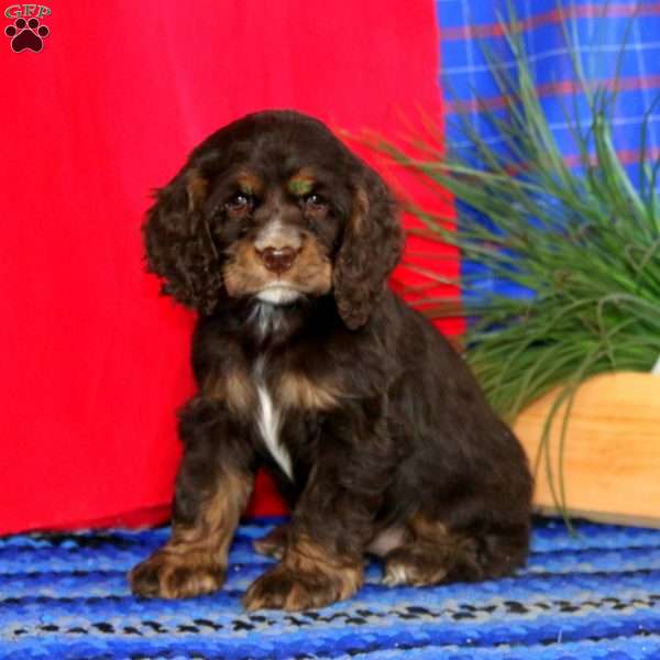 Brooke, Cocker Spaniel Puppy