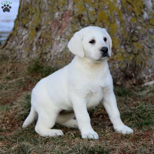 Brooke, Yellow Labrador Retriever Puppy