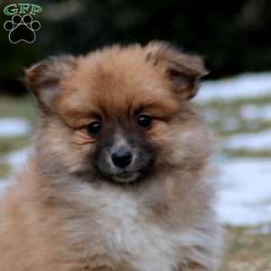 Brooke, Pomeranian Mix Puppy