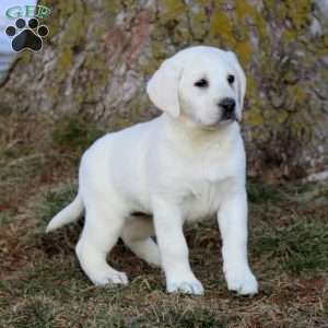 Brooke, Yellow Labrador Retriever Puppy