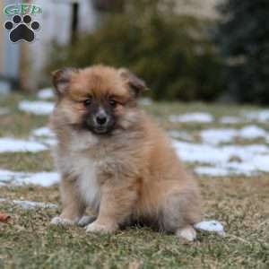 Brooke, Pomeranian Mix Puppy