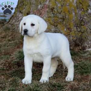 Brooke, Yellow Labrador Retriever Puppy