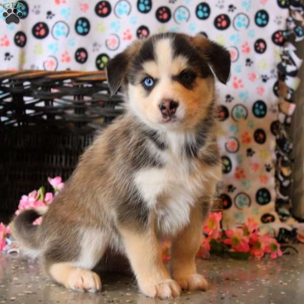 Brooks, Bernese Mountain Dog Mix Puppy