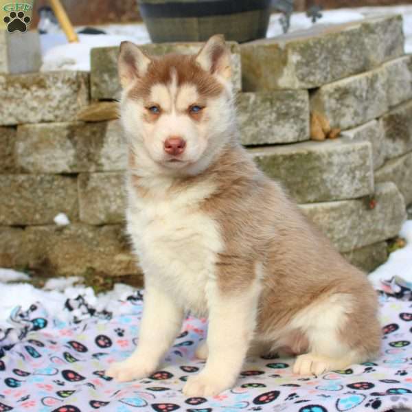 Brownie, Siberian Husky Puppy