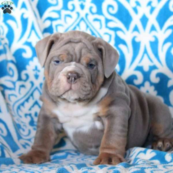 Bruce, English Bulldog Puppy