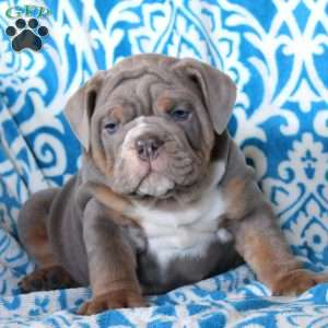 Bruce, English Bulldog Puppy