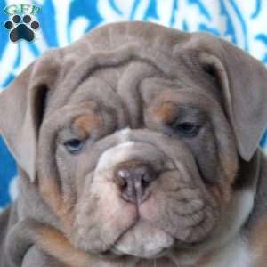 Bruce, English Bulldog Puppy