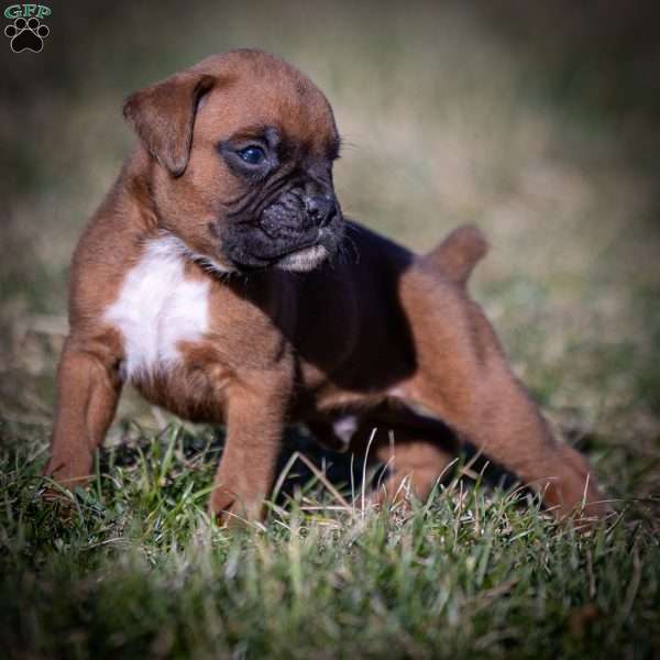 Bruno, Boxer Puppy