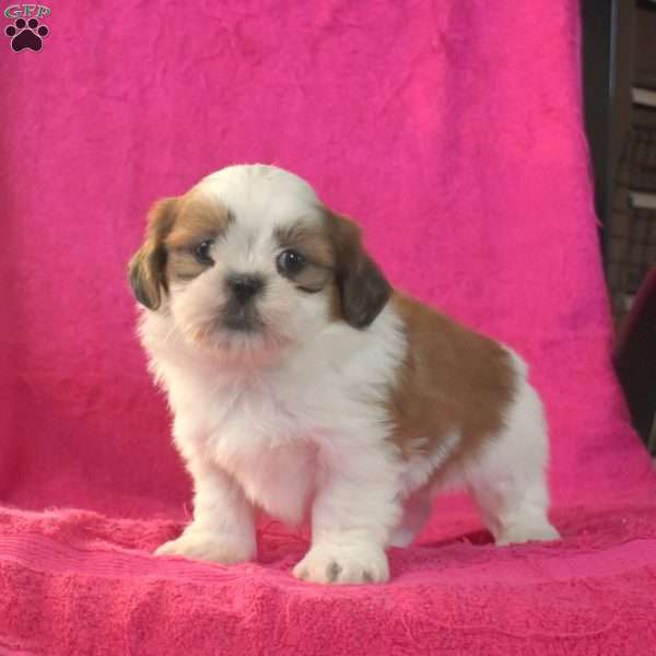 Bruno, Shih Tzu Puppy