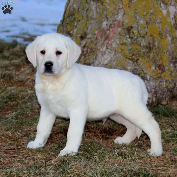 Bruno, Yellow Labrador Retriever Puppy