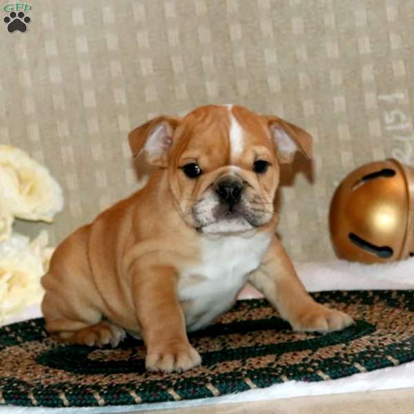 Bruno, English Bulldog Puppy