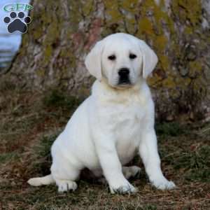 Bruno, Yellow Labrador Retriever Puppy