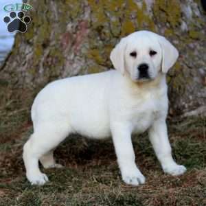 Bruno, Yellow Labrador Retriever Puppy