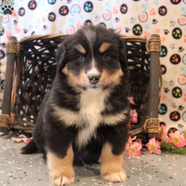 Bryce, Bernese Mountain Dog Mix Puppy