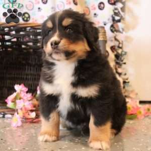 Bryce, Bernese Mountain Dog Mix Puppy