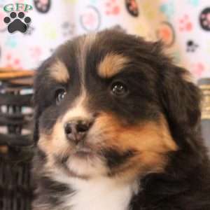 Bryce, Bernese Mountain Dog Mix Puppy