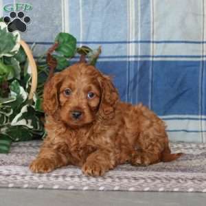 Bryce, Cockapoo Puppy