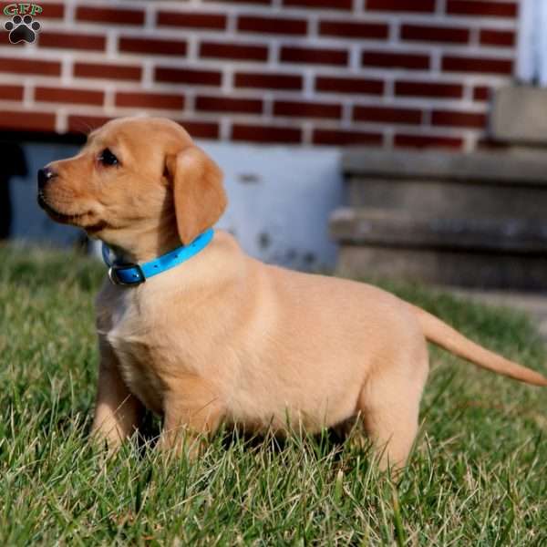 Bryce, Fox Red Labrador Retriever Puppy