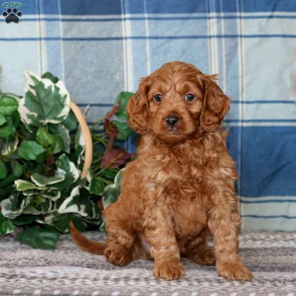 Bryce, Cockapoo Puppy