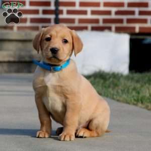 Bryce, Fox Red Labrador Retriever Puppy