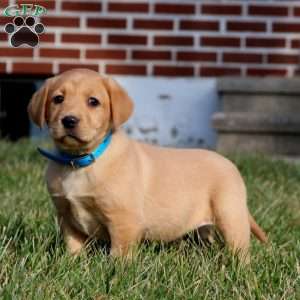 Bryce, Fox Red Labrador Retriever Puppy