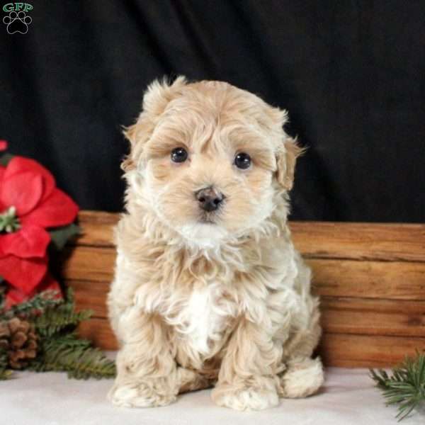 Bryson, Maltipoo Puppy