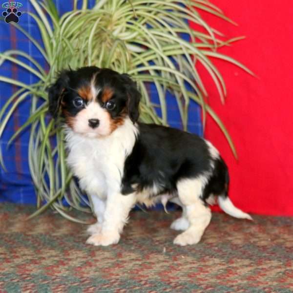 Bryson, Cavalier King Charles Spaniel Puppy