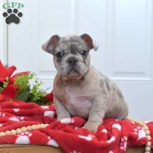 Bubba, French Bulldog Puppy