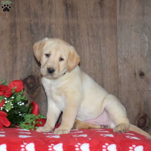 Bubbles, Yellow Labrador Retriever Puppy