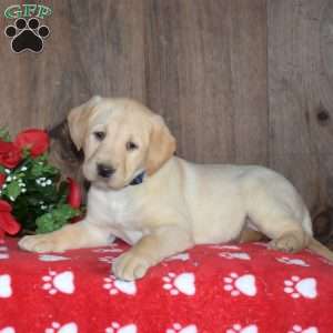 Bubbles, Yellow Labrador Retriever Puppy