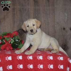 Bubbles, Yellow Labrador Retriever Puppy