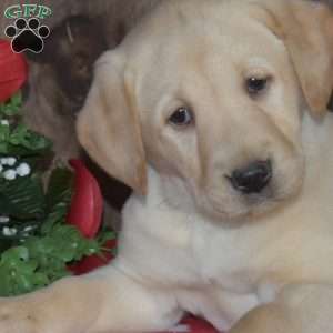 Bubbles, Yellow Labrador Retriever Puppy