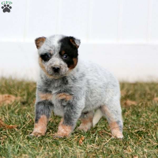 Bubbles, Blue Heeler – Australian Cattle Dog Puppy