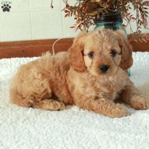 Bucky, Cavapoo Puppy