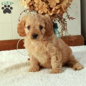 Bucky, Cavapoo Puppy