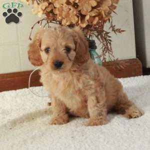 Bucky, Cavapoo Puppy