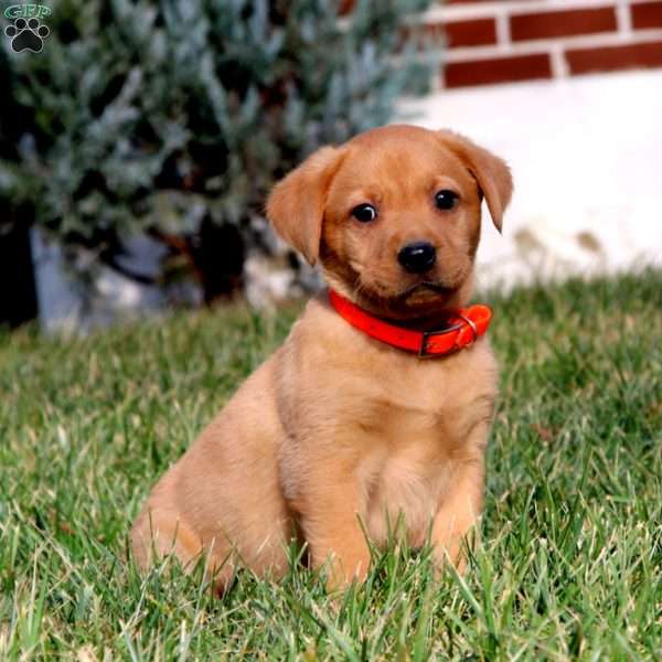 Bud, Fox Red Labrador Retriever Puppy