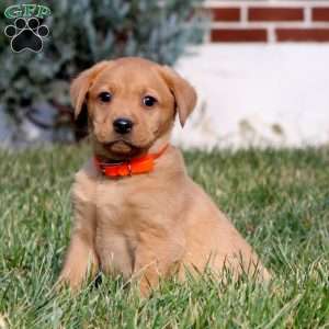 Bud, Fox Red Labrador Retriever Puppy