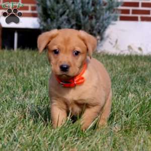 Bud, Fox Red Labrador Retriever Puppy