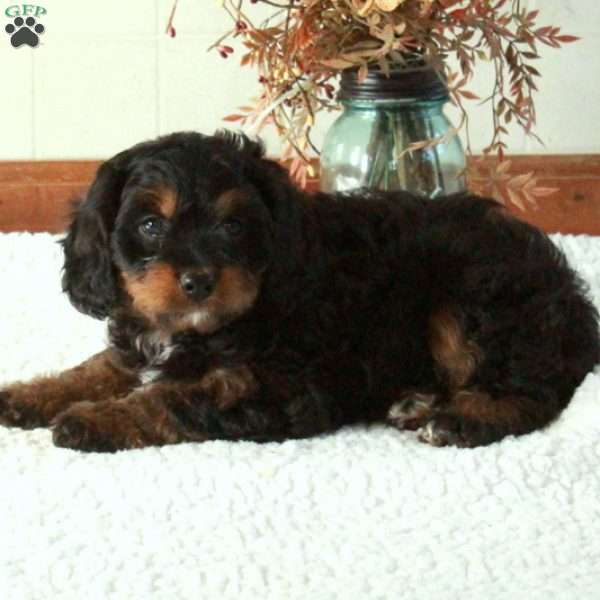 Buddy, Cavapoo Puppy