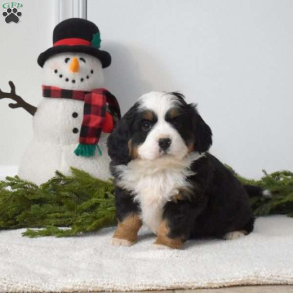 Buddy, Miniature Bernese Mountain Dog Puppy