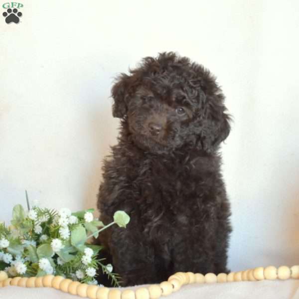 Buddy, Miniature Poodle Puppy