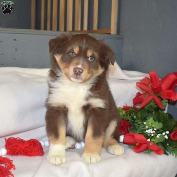 Buddy, Miniature Australian Shepherd Puppy