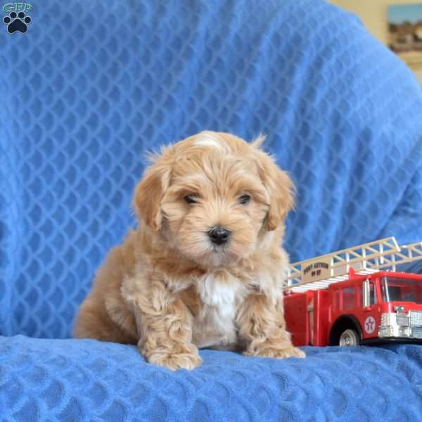 Buddy, Maltipoo Puppy