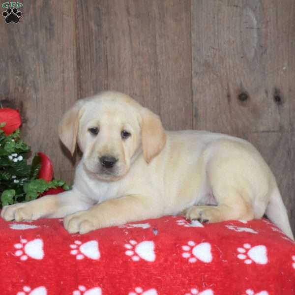 Buddy, Yellow Labrador Retriever Puppy