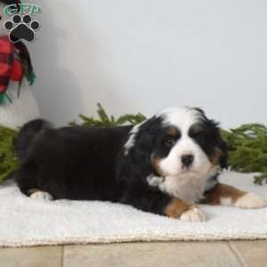 Buddy, Miniature Bernese Mountain Dog Puppy