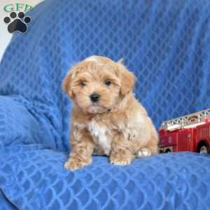 Buddy, Maltipoo Puppy