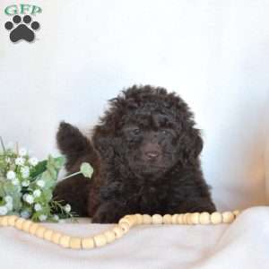 Buddy, Miniature Poodle Puppy