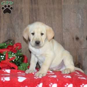 Buddy, Yellow Labrador Retriever Puppy